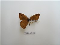 藏品(白漪波眼蝶)的圖片